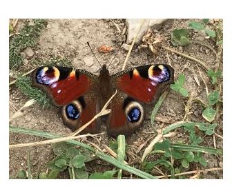 Verhalten nach der Hypnose